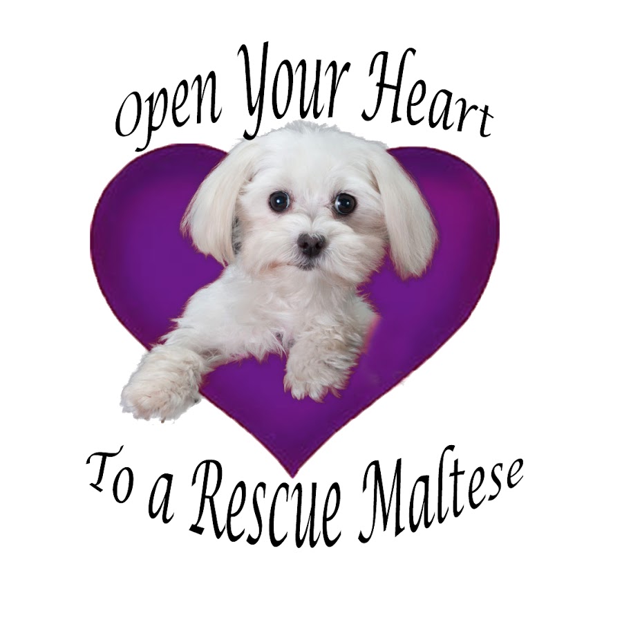 open your heart to a rescue maltese