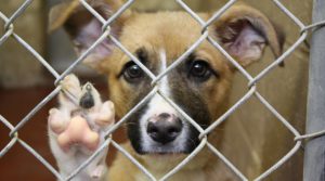 dog behind chain link fence